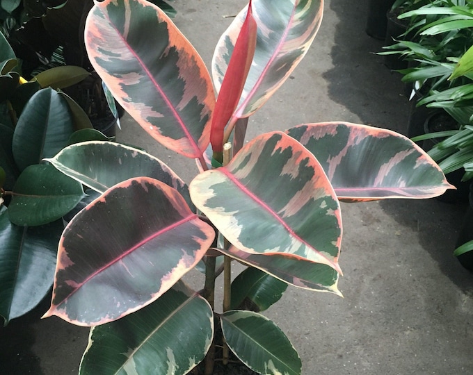 Ficus elastica 'red ruby' - 1  plant - 2 to 3 feet tall - ship in 6" pot