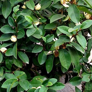 May include: A close-up of a lush green plant with numerous oval-shaped leaves. Small, creamy-white flowers are scattered throughout the foliage. The plant appears healthy and vibrant, with a dense arrangement of leaves.