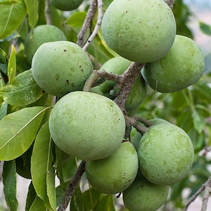 May include: A cluster of round, smooth, light green fruits hanging from a woody branch. The fruits have a matte texture with subtle dark speckles and are surrounded by elongated, pointed green leaves attached to the stems of the tree.