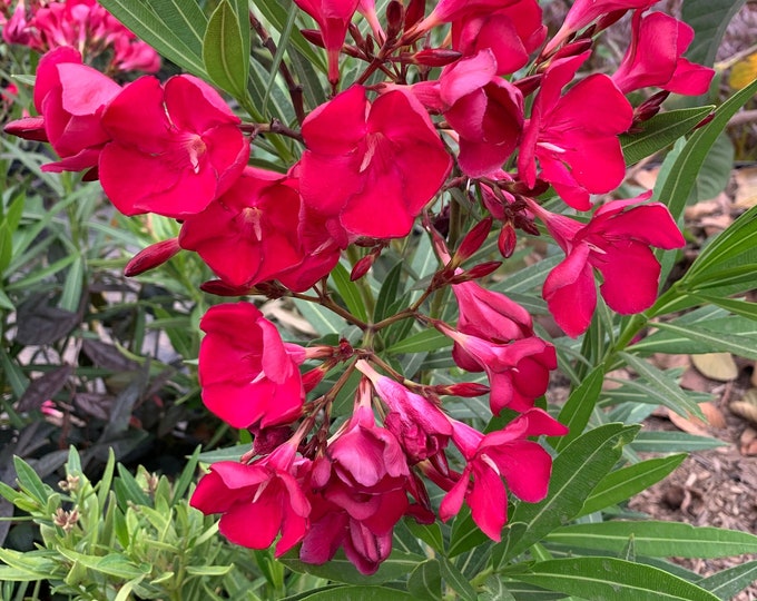 Nerium oleander  red - 1 feet tall -  ship in 6" pot