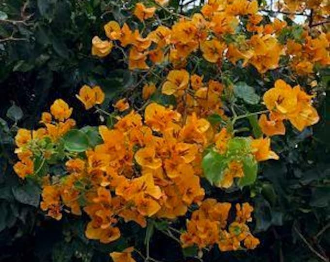 Bougainvillea california gold 1 live plant 3 to 4 feet tall ship in 3Gal pot