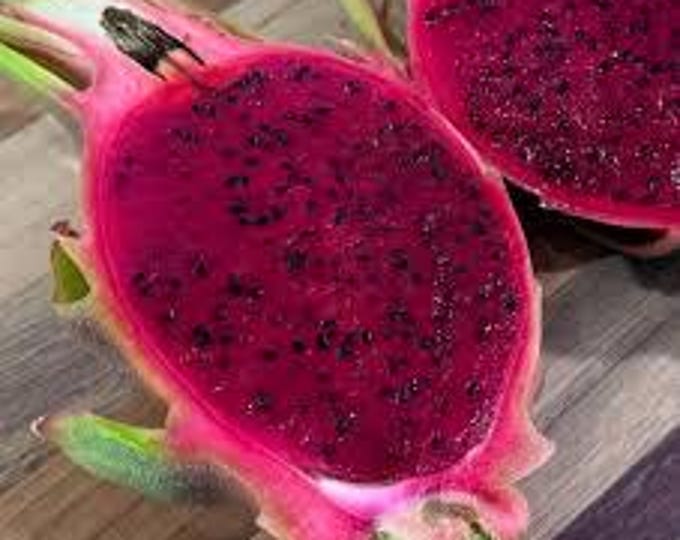 Dragon Fruit 'Valdivia Roja'  - 1  feet tall - ship in 6" pot