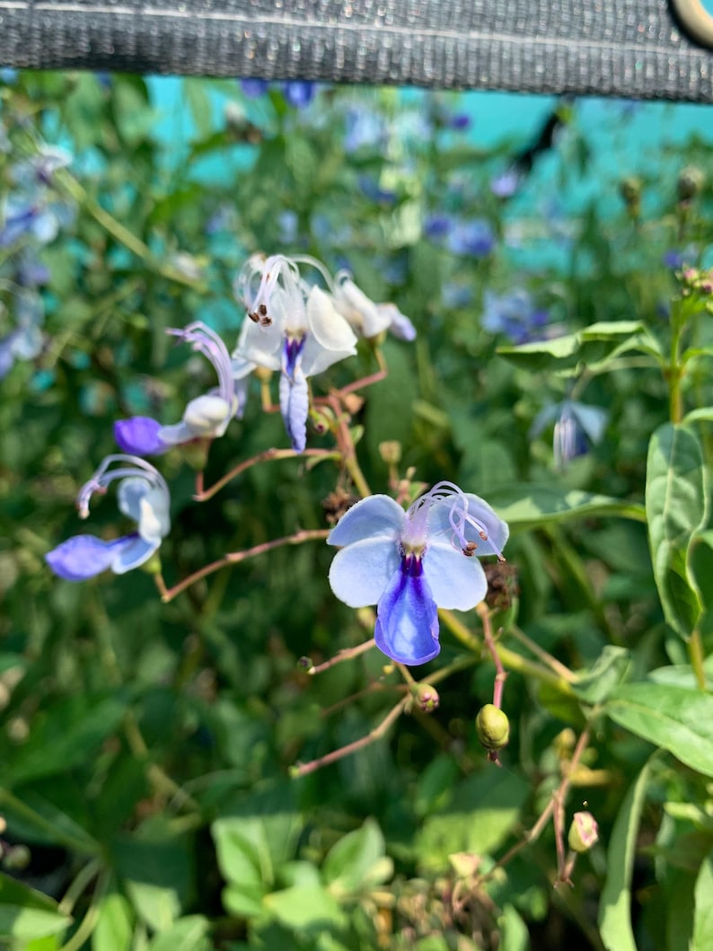 StylabBeauty Clerodendrum ugandense - Thumbnail 3