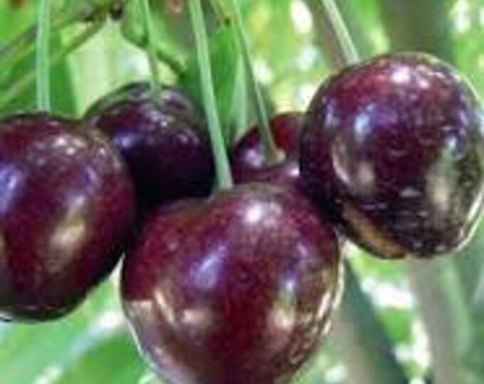 Cherry 'Stella' - 3 to 4  Feet Tall - Grafted Tree - Bigger Trunk - Ship in 3Gal pot