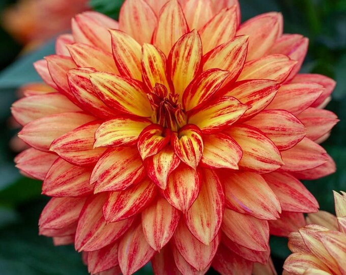 Dahlia 'XXL Tabasco.' - 1 Plants - 6" to 1 Feet Tall - ship in 6" pot