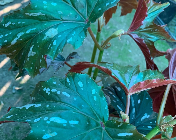 Begonia ‘sophie cecile’ live plant  ship in 6" pot