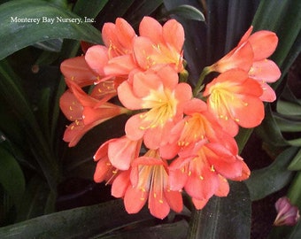 Fire Lily Etsy Fire Lily Etsy