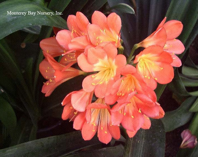 Orange Fire Lily - 1 Plant - 6 or More Leaves - Ship in 6" Pot