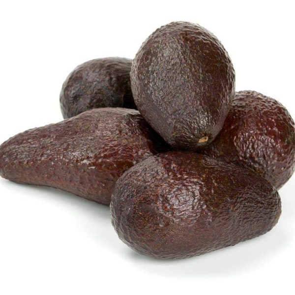 Del Rio Avocado Tree Etsy