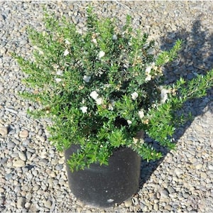 Myrtus communis &#39;compacta&#39; - dwarf myrtle - 1 feet tall - ship in 6&quot; pot