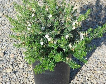 Myrtus communis 'compacta' - dwarf myrtle - 1 feet tall - ship in 6" pot