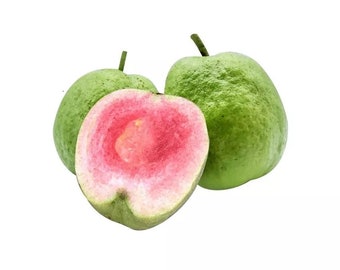 Taiwan Ruby seedless guava - 1 to 2  Feet Tall - Grafted - Ship in 6" Pot