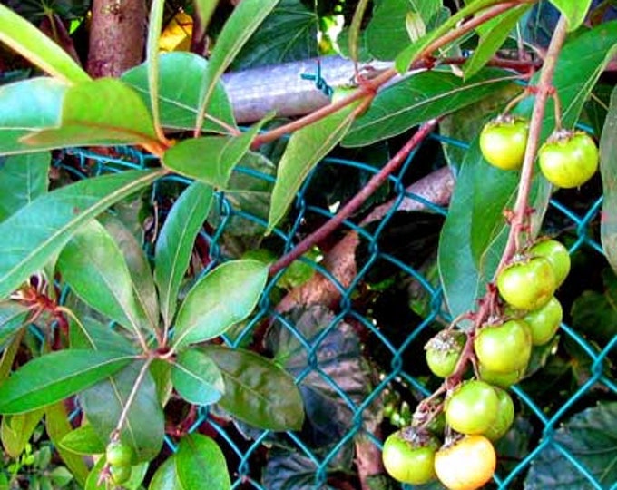 NanceInga - Nanche (Byrsonima crassifolia) - 1 Starter - 6" to 1 Feet Tall - Ship in 6" Pot