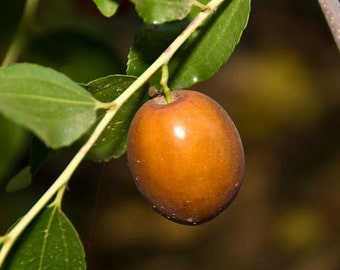 Sugar Can jujube - 3 Feet Tall - Grafted Tree - Ship in 3Gal Pot