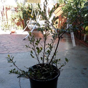 May include: A young tree in a black plastic pot, with multiple slender, dark brown stems and small green leaves. The tree is outdoors, with a patio and other plants visible in the background. A white tag is attached to the tree.