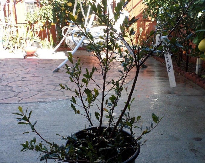 Ochna serrulata mickey mouse 1 to 2 feet tall - ship in 3 gal pot