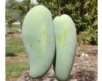 Brahm kai meu mango    - 3   feet tall -  ship in 3 gal pot - thai green sweet mango grafted tree