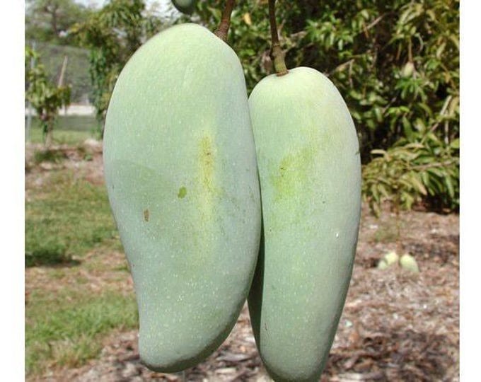 Brahm kai meu mango - thai green sweet mango grafted tree   - 3 to 4  feet tall -  ship in 3 gal pot