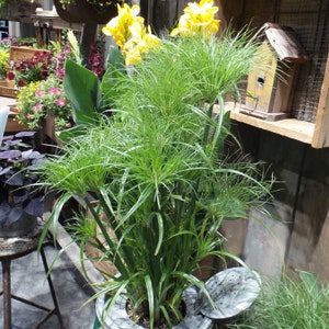 Prince Tut Papyrus - 1  Plants -  1 Feet Tall - 3 to 6 trunks - Ship in 6" Pot