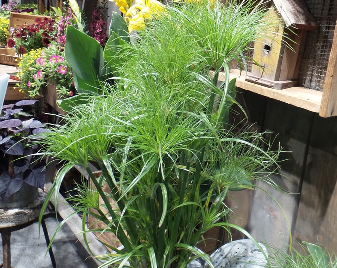 Prince Tut Papyrus - 1  Plants -  1 Feet Tall - 3 to 6 trunks - Ship in 6" Pot