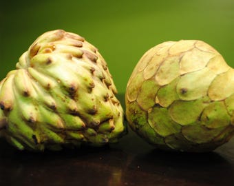 Dr. white cherimoya - 3 to 4 feet tall - grafted tree - Bigger Trunk - ship in 3 gal pot