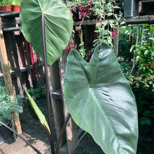 May include: A large, dark green plant with black stems and large, heart-shaped leaves. The plant is growing in a pot and is surrounded by other plants.