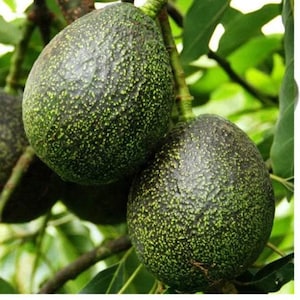 May include: Two green avocados with a rough, bumpy texture hang from a tree branch.