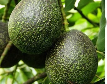 Gem avocado tree- 3   feet tall - grafted tree