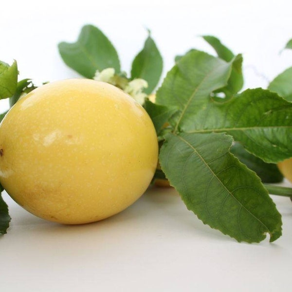 Passion Fruit Plant Etsy