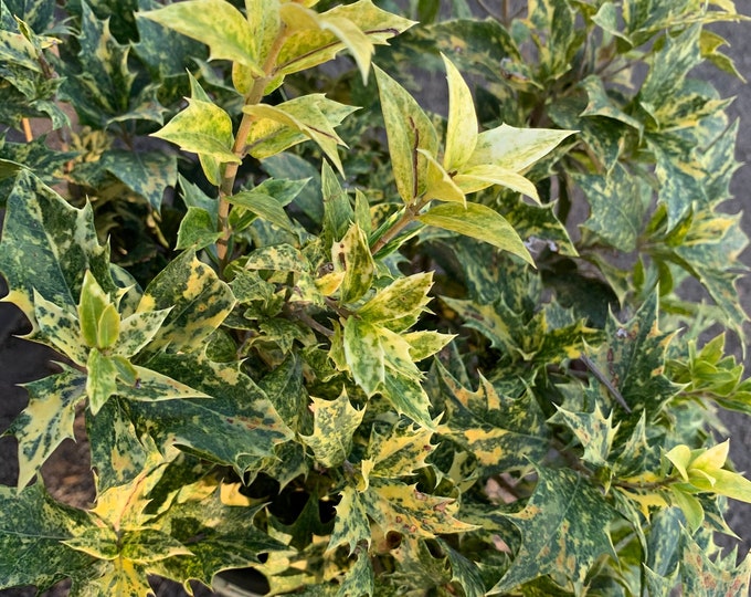 Goshiki fall holly (osmanthus heterophyllus ‘goshiki’)  ship in 6" pot