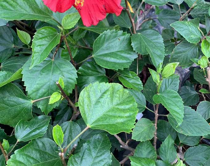 Hibiscus red 1’ tall live plant  ship in 6" pot