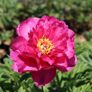 May include: A close-up of a vibrant pink peony flower in full bloom. The flower has multiple layers of petals with a bright yellow center. Green foliage is visible in the background, creating a natural setting.