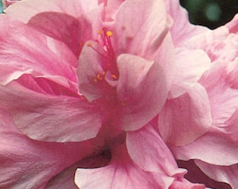 Hibiscus d'amélioration de Kona - plante vivante 1 pied de haut dans un pot de 1 gal