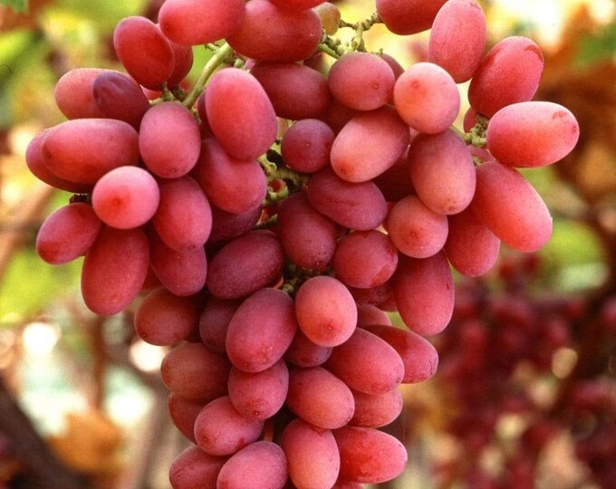 Crimson Seedless Grape -  1 Plants - 2 to 3 Feet Fall -  Ship in 3Gal Pot