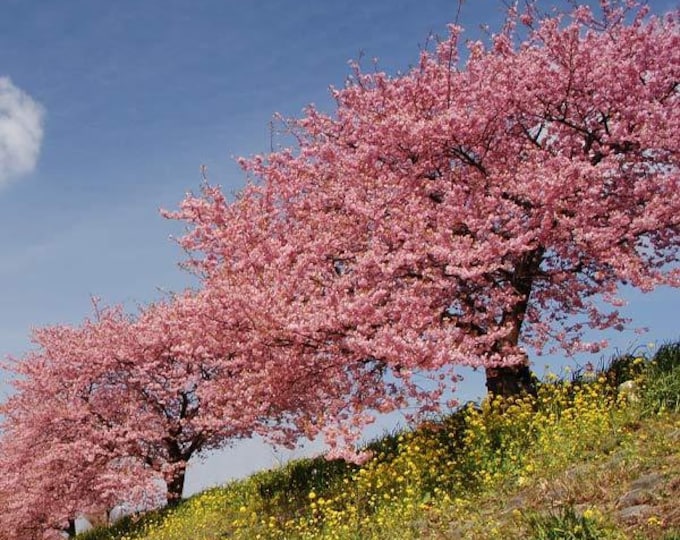 Kwanzan  Flowering Cherry -  3 to 4  Feet Tall - Ship in 3 Gal Pot