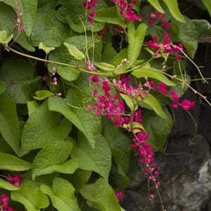 May include: Close-up of a climbing plant with vibrant green leaves and delicate pink flowers. The flowers cascade downwards in clusters, creating a visually appealing contrast against the textured background.