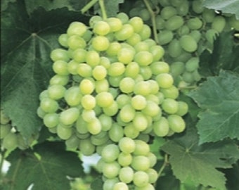 Thompson Seedless Grape -  1 Plants - 1 Feet Fall -  Ship in 6" Pot