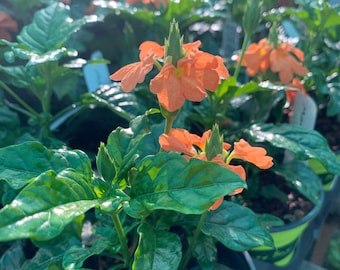 Crossandra infundibuliformis ‘orange’ 1 live plant 4” pot