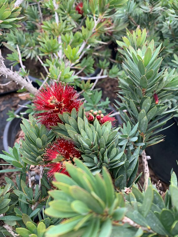 Little John Dwarf Bottlebrush