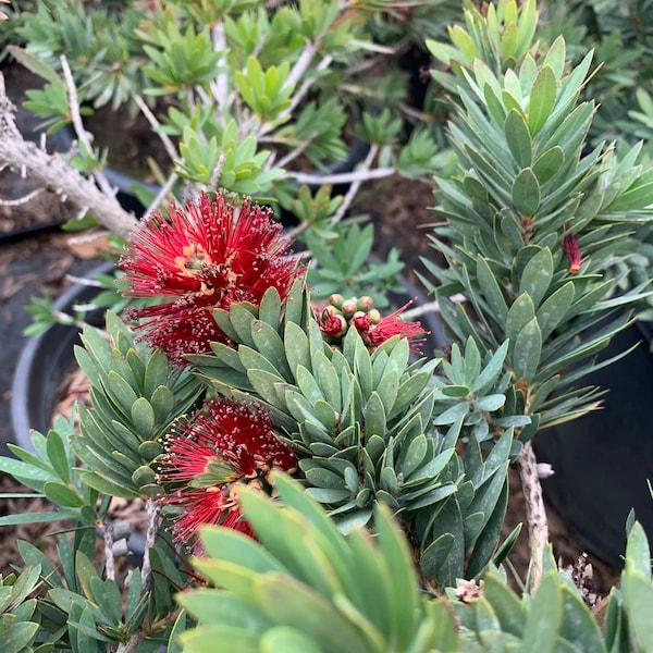 Little john dwarf bottlebrush (callistemon ‘little john’) live plant ship in 6" pot