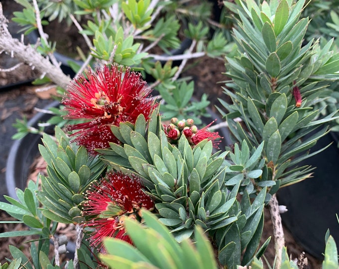 Little john dwarf bottlebrush (callistemon ‘little john’) live plant ship in 6" pot