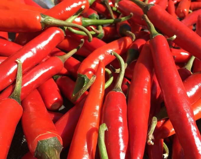 Korean hot pepper 1 live plant 3” pot