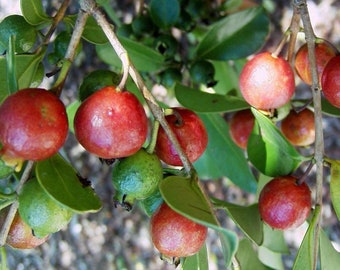 Strawberry Guava Red Psidium cattleianum - 2 to 3 Feet Tall - Ship in 3 Gal Pot