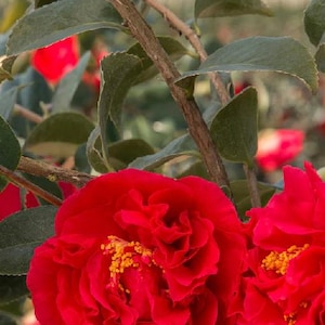 May include: Close-up of vibrant red camellia flowers in full bloom. The petals are layered and textured, with a cluster of yellow stamens at the center. Green leaves and brown stems provide a natural backdrop.