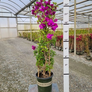 Bougainvillea Purple  Stake-  2 feet Tall - Ship in 6" Pot