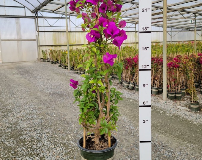 Bougainvillea Purple  Stake-  2 feet Tall - Ship in 6" Pot