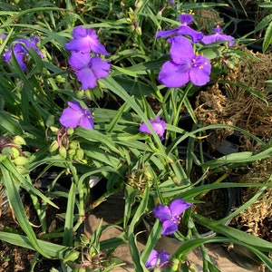 Tradescantia virginia purple spiderwort 1 feet tall in 6 pot image 1