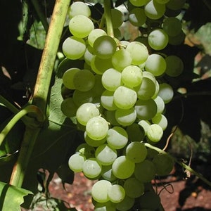 Himrod Seedless Grape -  1 Plants - 2 Feet Fall -  Ship in Pot