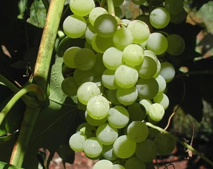 Himrod Seedless Grape -  1 Plants - 2 Feet Fall -  Ship in Pot