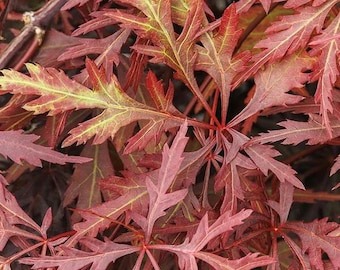 Acer p. 'Orangeola' -3 to 4  Feet Tall -  ship in 3Gal pot